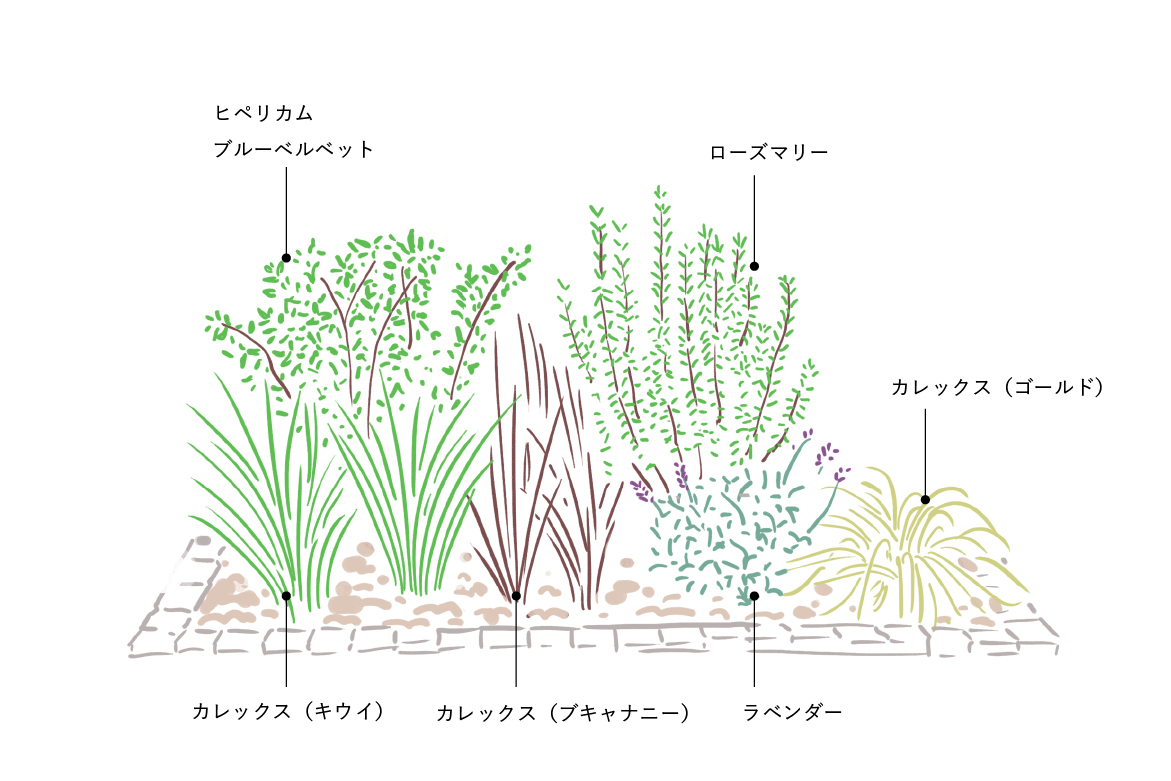 植えた花の説明